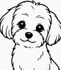 Il Maltese